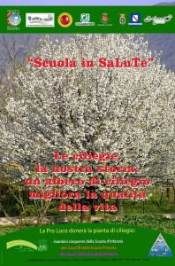 albero ciliegie
